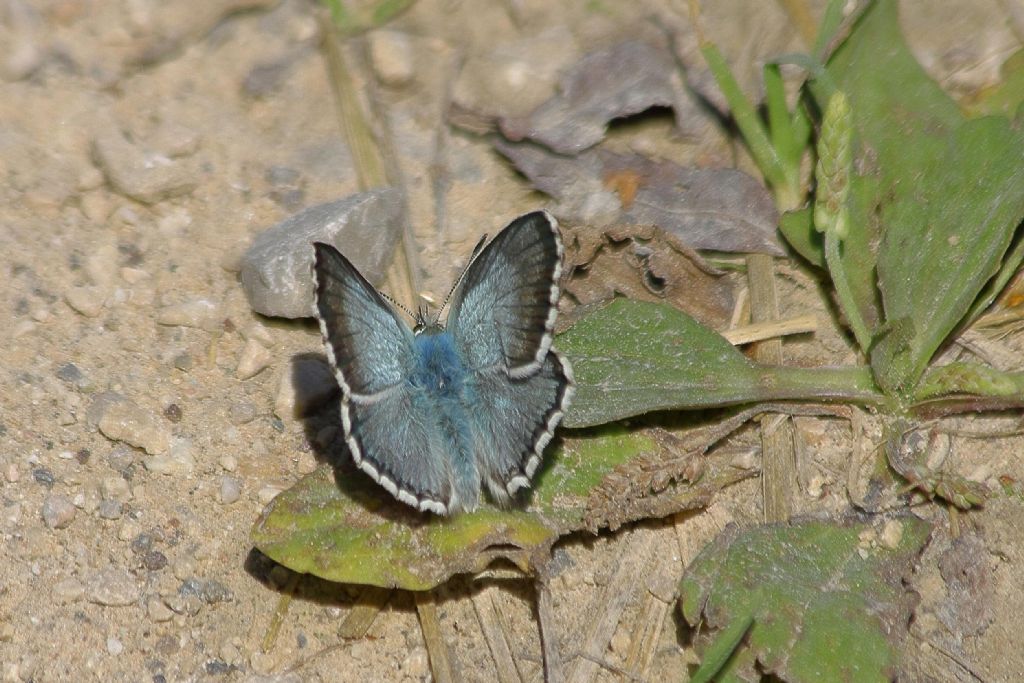 Lycenidae: Lysandra coridon